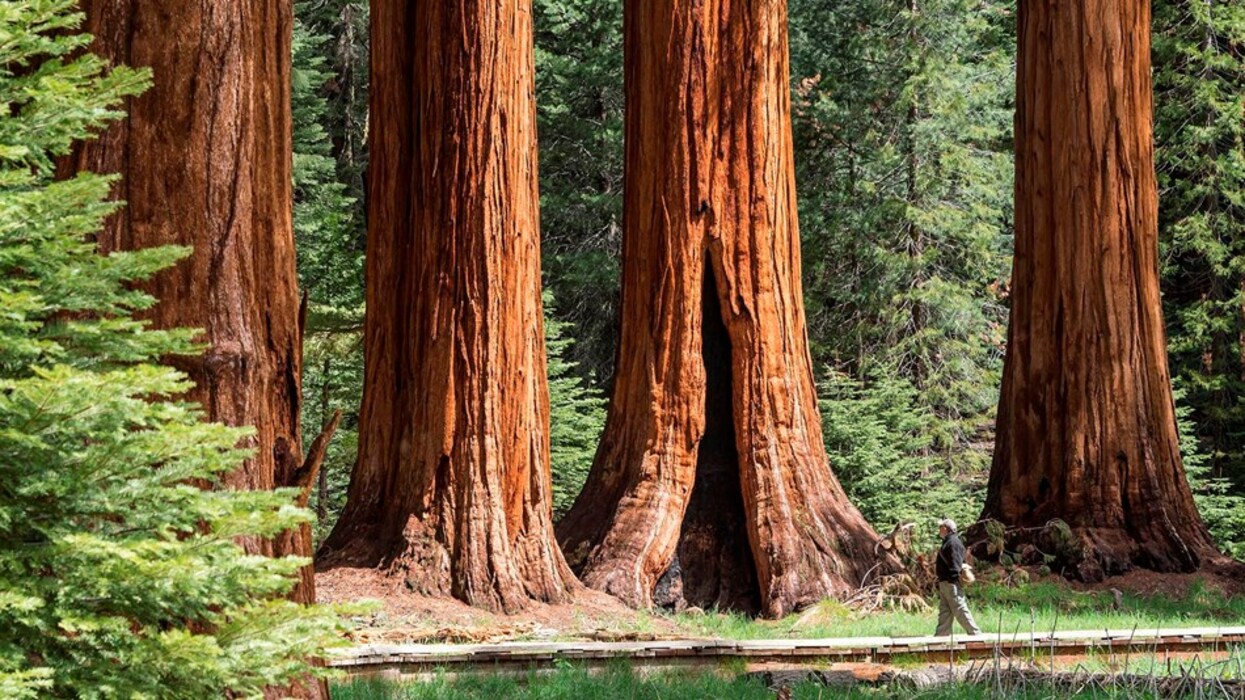 camping at Sequoia National Park